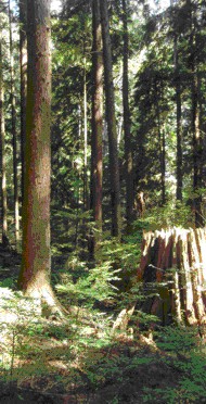 Where new forest meets old forest