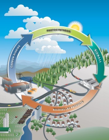 The Carbon Cycle (source: Canbio)