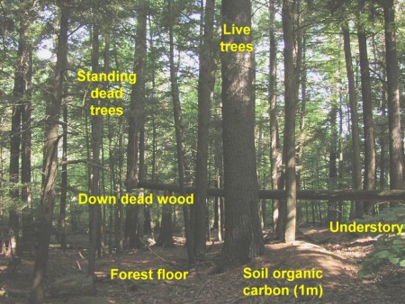 Carbon in the forest