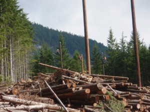 Installing new power poles