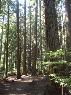 Forest Planning and Analysis