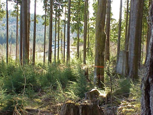 A BC Woodlot